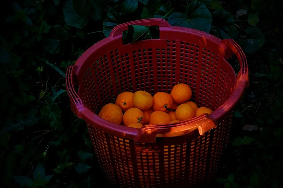 A red harvest crate heaped with fresh-picked oranges at the edge of a Fodele grove, in the last light.